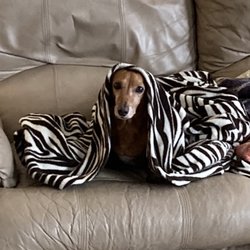 You x 2 Pet Sitting Services - Charlie, waking up from his nap!