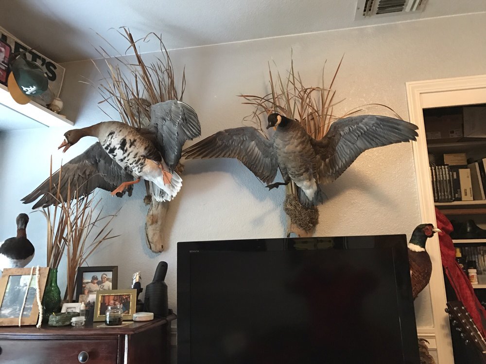 Dick's Taxidermy - taxidermy in Granite Bay, CA