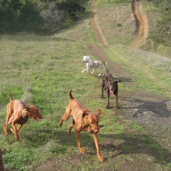 Fetch! Pet Care - dog hikes - Pet Sitting Near Me Fetch! Pet Care - dog hikes - Pet Sitting Near Me