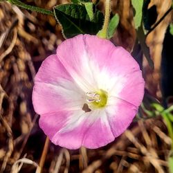 San Marcos Foothills Preserve