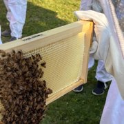 HATE HONEY「DETROIT」 Bee Sting Honey - Detroit Edibles