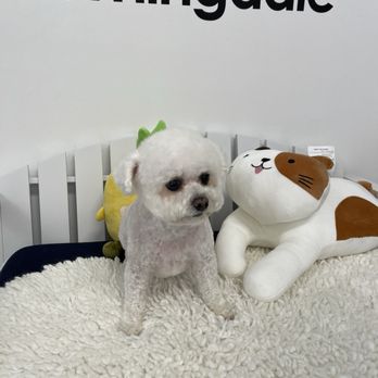 Groomingdale - Pet Groomers Near Me - Los Angeles, California