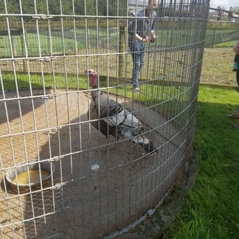 Barnyard Kingdom - Turkeys - Petting Zoos Near Me - Lancaster, Pennsylvania