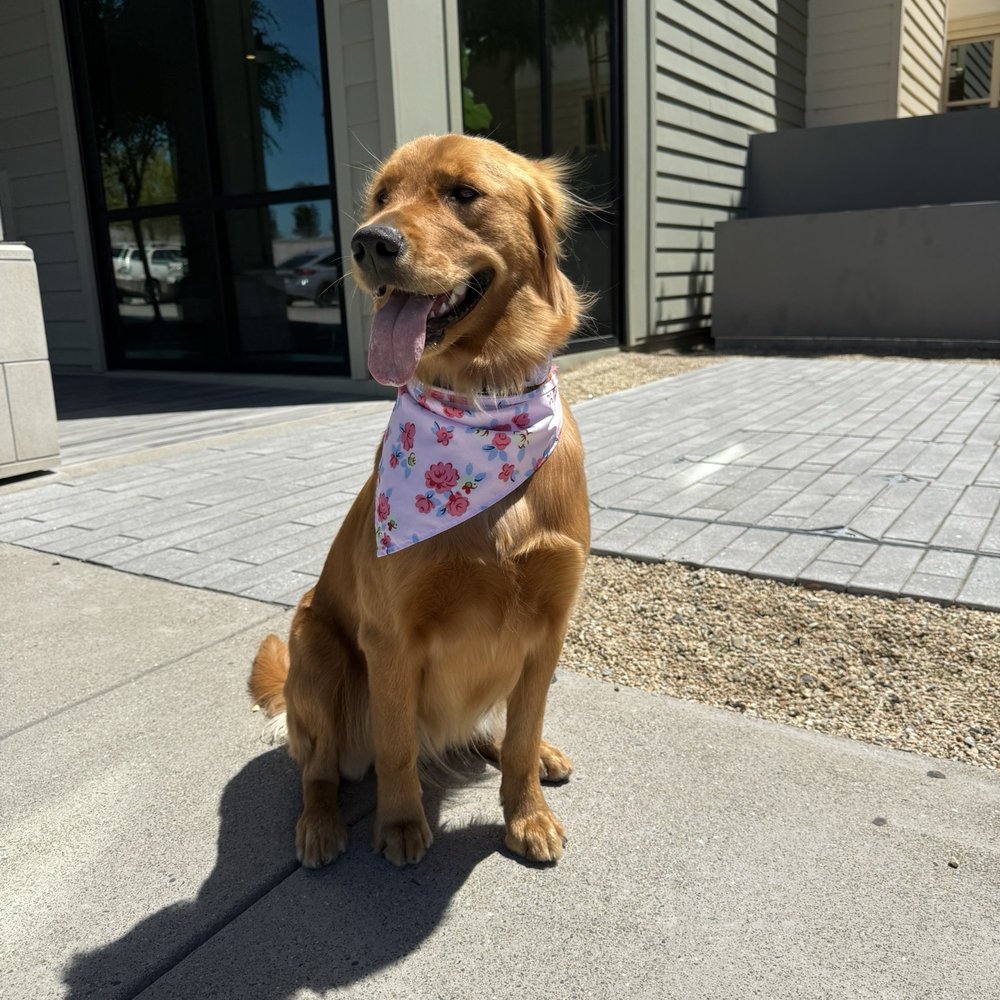 Pet Lovers Mobile Pet Grooming - Pet Groomers Near Me Pet Lovers Mobile Pet Grooming - Pet Groomers Near Me