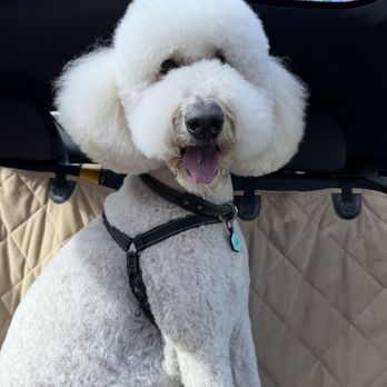 Lush Spaw - Pet Groomers Near Me - Santa Clara, California Lush Spaw - Pet Groomers Near Me - Santa Clara, California