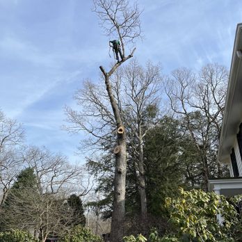 Sciuto Tree - A person is working on a tall, leafless tree, using climbing equipment to prune or remove branches. The tree is situated in a residential area with other trees, bushes, and a house visible on the right side. The sky is clear with some clouds, and the scene appears to be during late winter or early spring. - Tree Services Near Me - East  Douglas, Massachusetts