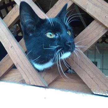 Critters without Litters - Milo living the good life after his neuter - Pet Services Near Me - Bakersfield, California Critters without Litters - Milo living the good life after his neuter - Pet Services Near Me - Bakersfield, California