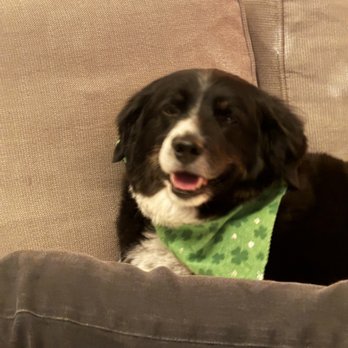 Happy Tails - My friend Lucky - House Sitters Near Me - Littleton, Colorado Happy Tails - My friend Lucky - House Sitters Near Me - Littleton, Colorado