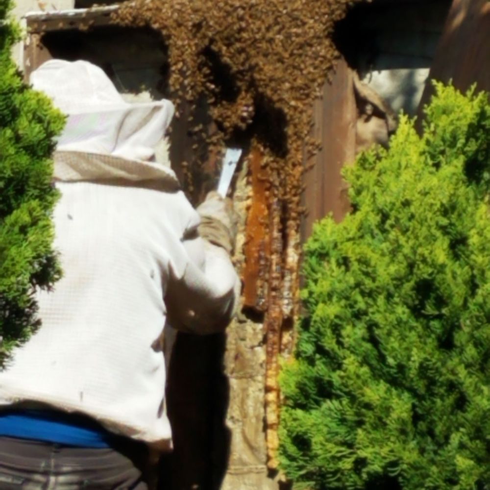 Bay Area Beebusters - Dan removing the main hive. - Pest Control Near Me