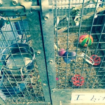 South Australian Bird Company - This is how filthy is! - Pet Stores Near Me - Smithfield, SA South Australian Bird Company - This is how filthy is! - Pet Stores Near Me - Smithfield, SA