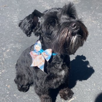 Little Boss Grooming - Such a sweet little girl!!! - Pet Groomers Near Me - aurora, Colorado Little Boss Grooming - Such a sweet little girl!!! - Pet Groomers Near Me - aurora, Colorado