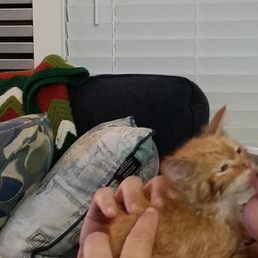 Sweet kitty after his bath Sweet kitty after his bath