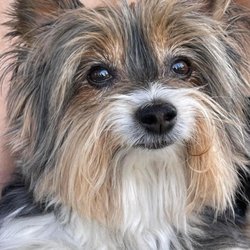Haile Plantation Animal Clinic - Riley Miles