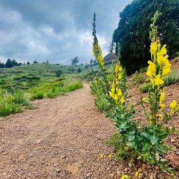 Walker Ranch Park - Yellow wildflower on trail - Ranches Near Me - Boulder, Colorado Walker Ranch Park - Yellow wildflower on trail - Ranches Near Me - Boulder, Colorado