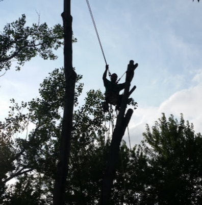 Affordable Tree Fellers - tree service in Garretson, SD