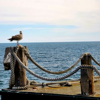 El Torito - a seagull perched on a dock - Mexican Near Me - Redondo Beach, California