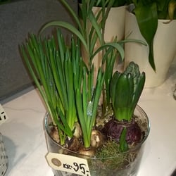 Blomsten by Ilse Jacobsen