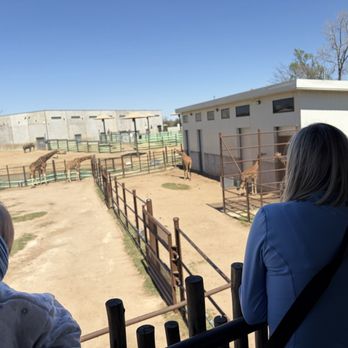 Tulsa Zoo - Giraffe exhibit - Zoos Near Me - Tulsa, Oklahoma