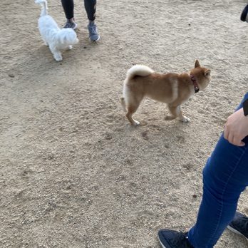 Shoreline Dog Park - Dog Parks Near Me - Mountain View, California Shoreline Dog Park - Dog Parks Near Me - Mountain View, California