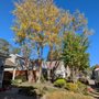 Photo of Extreme Tree Service