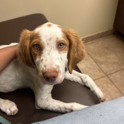 Stansbury Animal Hospital - Day of her shots !