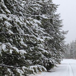 Alpine Propane Sales