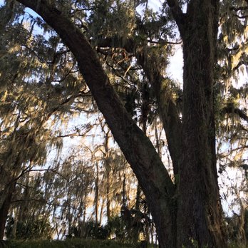 Palm Point Nature Park - The trees are giant! - Parks Near Me - Gainesville, Florida Palm Point Nature Park - The trees are giant! - Parks Near Me - Gainesville, Florida