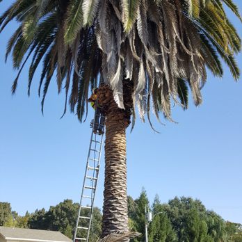Mercado Tree Service - In process of trimming tree. - Tree Services Near Me Mercado Tree Service - In process of trimming tree. - Tree Services Near Me