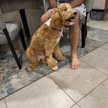 Luscious Paws - Pet Groomers Near Me - Laguna Niguel, California