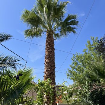 Islandscapes - After pic of 18' Windmill palm - Landscaping Near Me - Las Vegas, Nevada Islandscapes - After pic of 18' Windmill palm - Landscaping Near Me - Las Vegas, Nevada