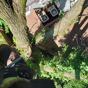 iClimb Tree Service - Tree Services Near Me - Shepherdsville, Kentucky iClimb Tree Service - Tree Services Near Me - Shepherdsville, Kentucky