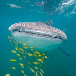 Baja Connections - Whale shark in La Paz.