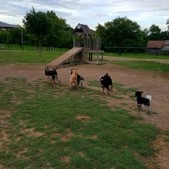 Universal City Dog Park - Zoey playing with her friends! - Dog Parks Near Me - Universal City, Texas