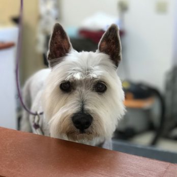 Bark Avenue - Pet Groomers Near Me Bark Avenue - Pet Groomers Near Me