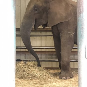 Vision Quest Ranch - Tucking in the elephants - Bed & Breakfast Near Me - Salinas, California
