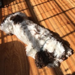 Cocker Spaniel Rescue Of East Texas