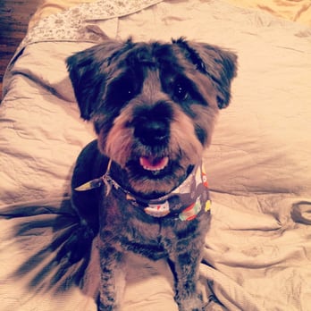 Your Hipster Pet - Pet Groomers Near Me Your Hipster Pet - Pet Groomers Near Me