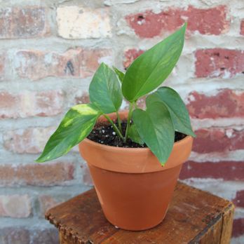 Chicago Plants - Nurseries & Gardening Near Me - Chicago, Illinois Chicago Plants - Nurseries & Gardening Near Me - Chicago, Illinois