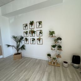 Plants on the walls Plants on the walls