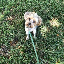 Alpha K9 Hawaii Obedience Training Club