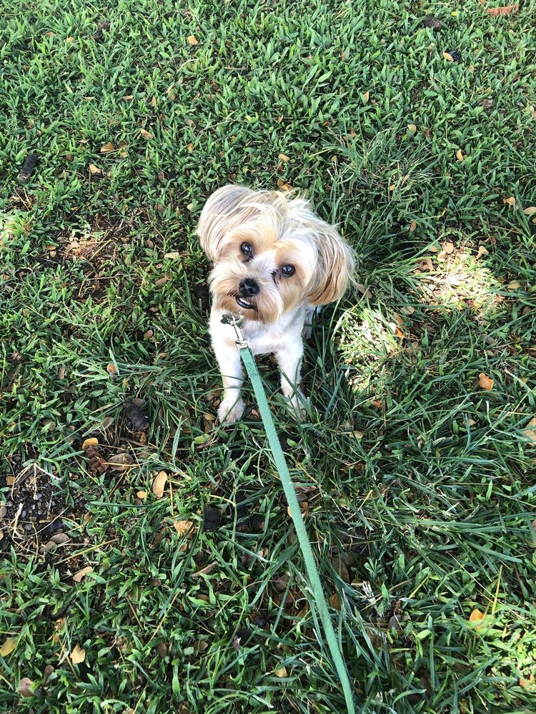 ALPHA K9 HAWAII OBEDIENCE TRAINING CLUB Updated September 2024 350