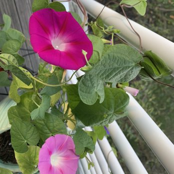 Urban Farmer - Nurseries & Gardening Near Me - Westfield, Indiana Urban Farmer - Nurseries & Gardening Near Me - Westfield, Indiana