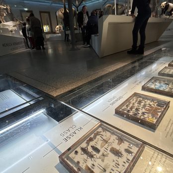 Schloss Rosenstein - Eher hübsch als informativ scheinen die, in verglasten Bodenkanälen verbaute, Insekten- und Muschelsammlungen - Museums Near Me - Stuttgart, BW