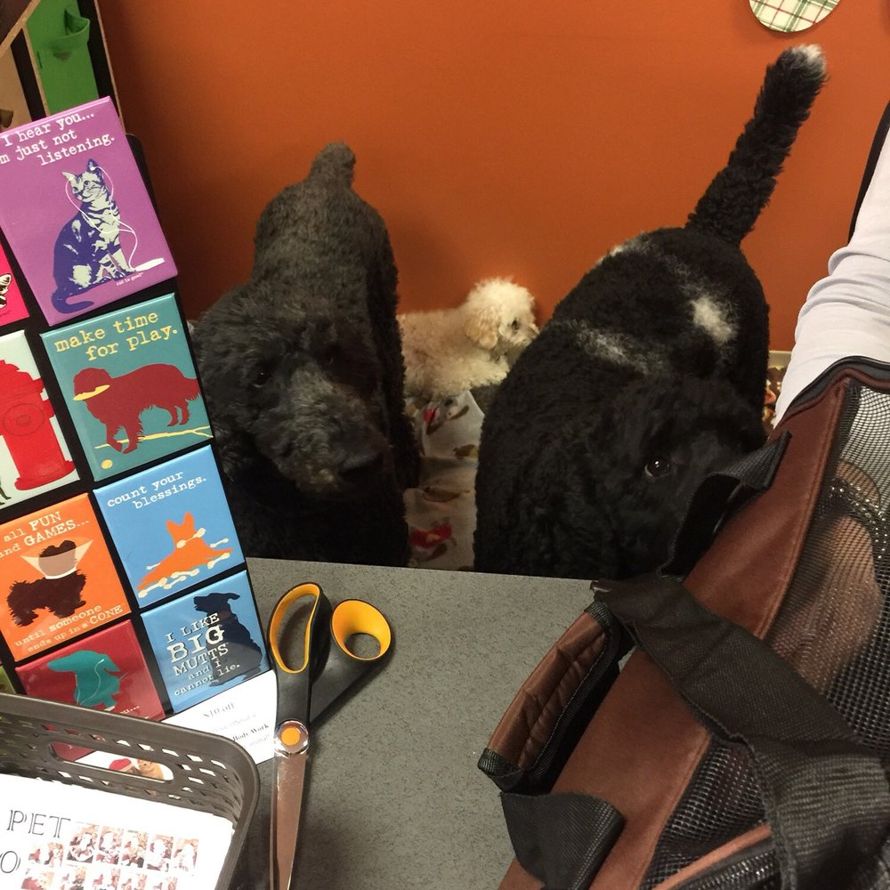 Precious resident dogs!