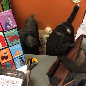 EarthWise Pet Richardson - Precious resident dogs! - Pet Groomers Near Me - Richardson, Texas