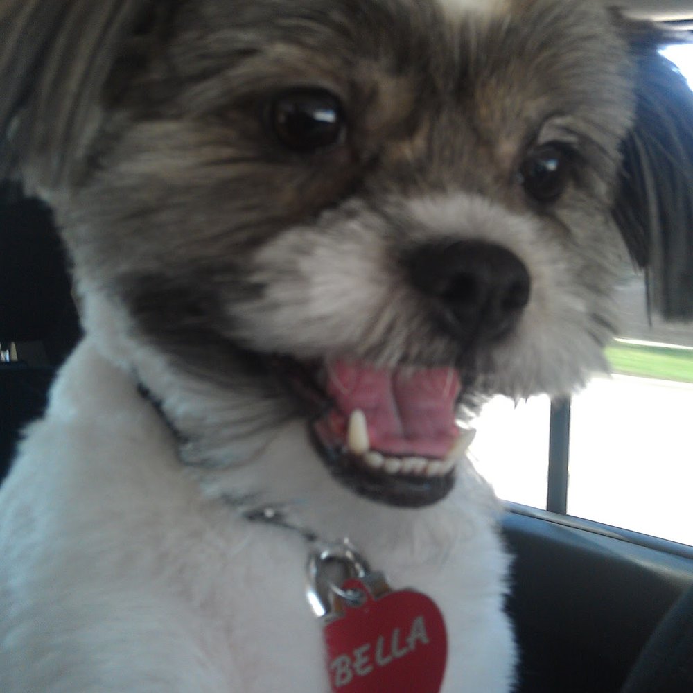 Happy Pet Parlor - A happy Bella after being picked up after a day of beauty :) - Pet Groomers Near Me - Roselle, Illinois
