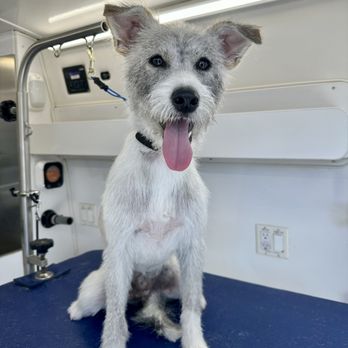 Ray’s Mobile Dog Grooming - Pet Groomers Near Me - Sylmar, California Ray’s Mobile Dog Grooming - Pet Groomers Near Me - Sylmar, California