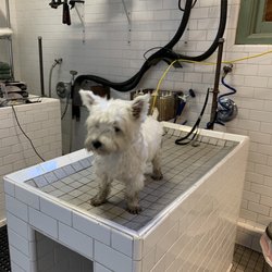Best Dog Training Classes Near Me April 2020 Find Nearby Dog