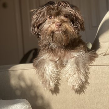 Canino Grooming - Before - Pet Groomers Near Me - Union City, New Jersey