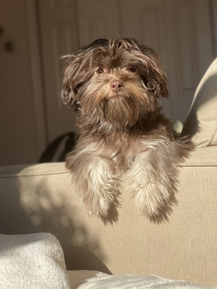 CANINO GROOMING Updated August 2024 12 Photos & 11 Reviews 33RD